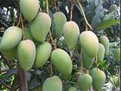 芒果水溶肥使用效果【四川】